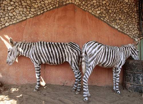 Gli asini-zebre (Reuters) da Corriere.it