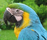 pappagallo 