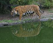 tigre indocinese 