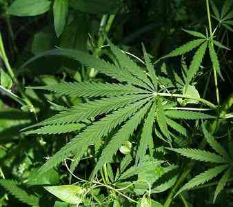 piante di marijuana