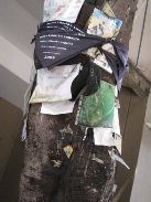 L'albero di Falcone da dove sono stati strappati messaggi e foto