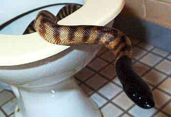 Serpente dal wc (foto Northen Therritory News)