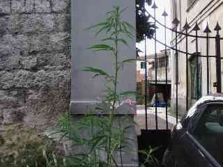 le piante di marijuana all'ex Stazione Alifana