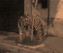 la tigre si aggirava nella notte nel centro cittadino