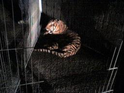 la tigre messa in gabbia
