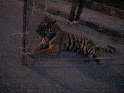 la tigre in gabbia