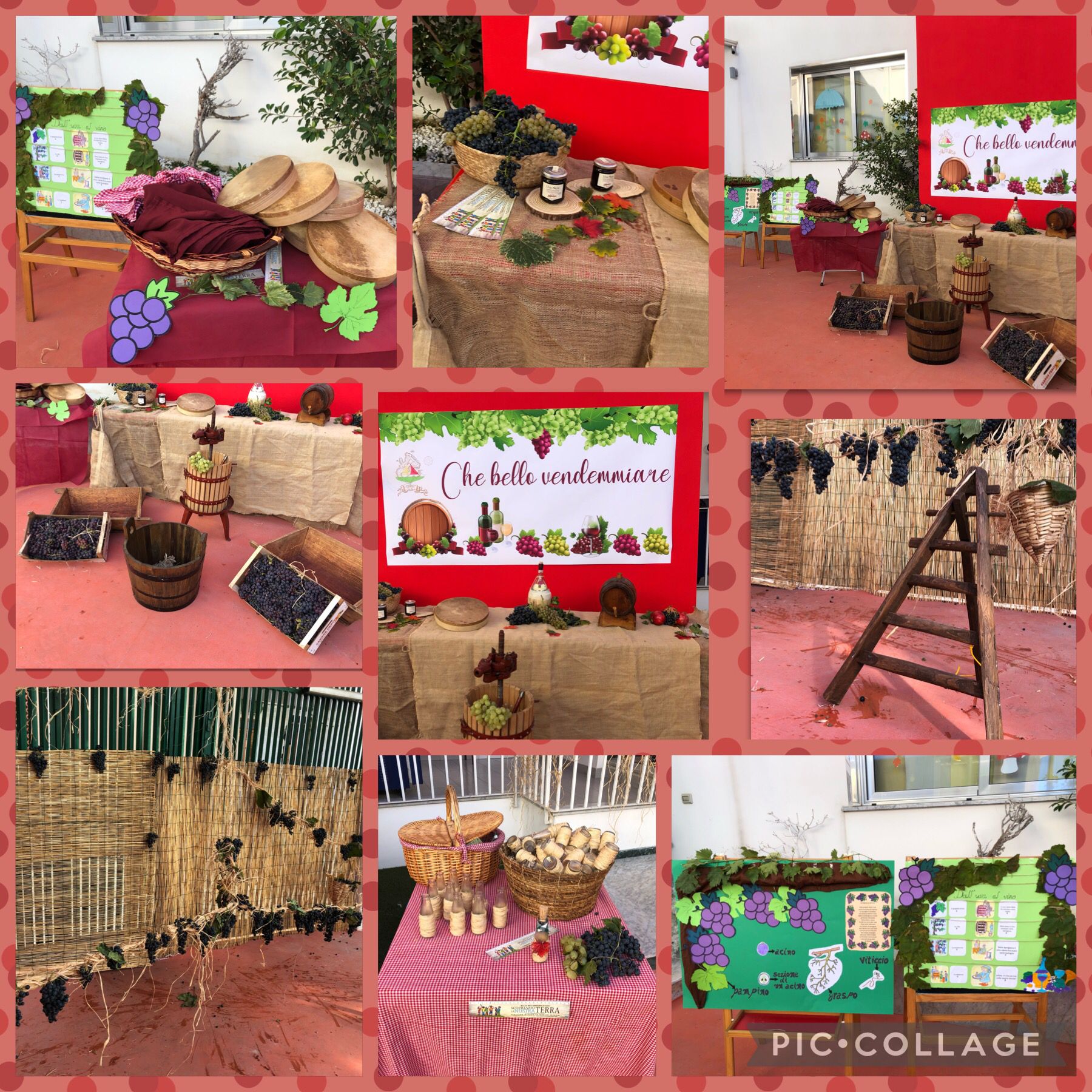 casaluce peter pan vendemmia 2021 (3)