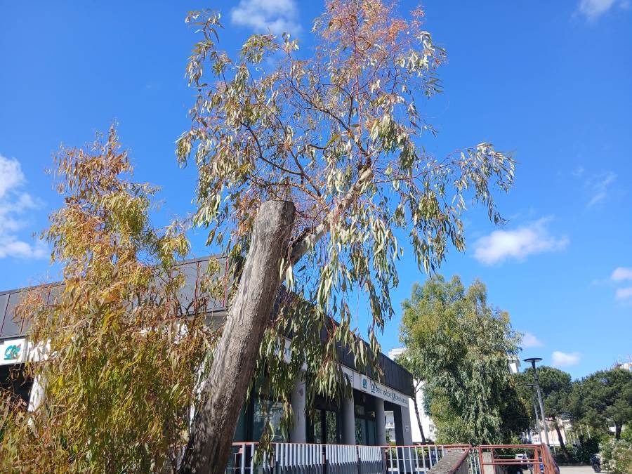 parco coppola degrado (2)