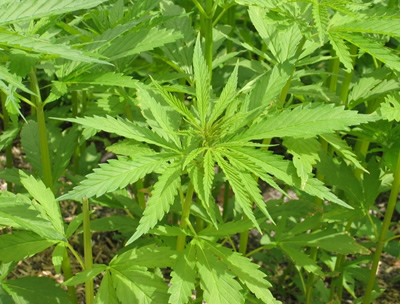 cannabis indica