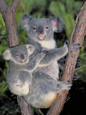 koala