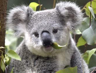 koala 