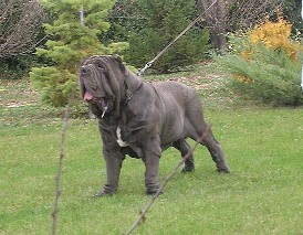 un mastino napoletano (foto internet)