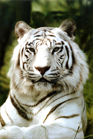 Tigre siberiana