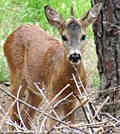 unicorno (foto www.corriere.it)