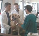 ospedale veterinario 