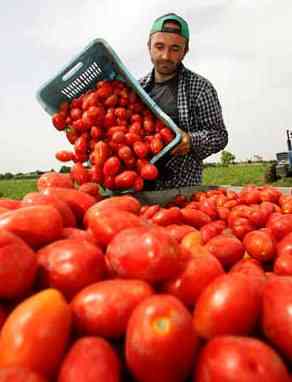 pomodoro