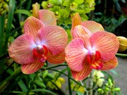 orchidea phalaenopsis