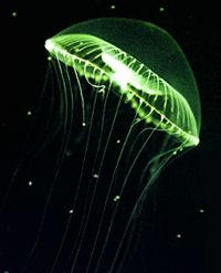 medusa Aequorea victoria