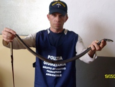 Saverio Mazzarella col serpente catturato