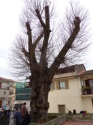 Tiglio monumentale di Casola
