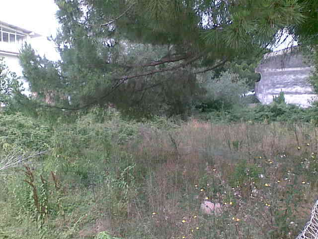 Viale Granacci