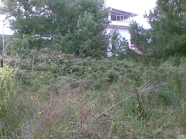 Viale Granacci
