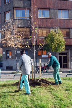 festa dell'albero