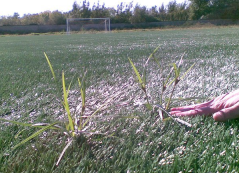 campo sportivo comunale