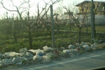 Rifiuti in via Cardoni