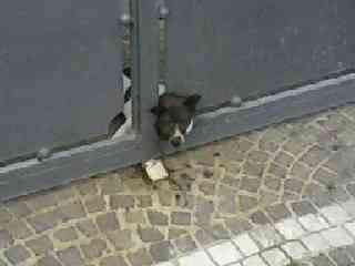 il cagnolino incastrato nel portone