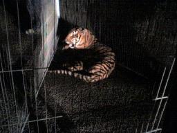la tigre messa in gabbia