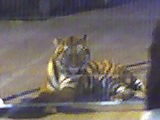 la tigre nel centro cittadino