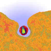 Virus HIV