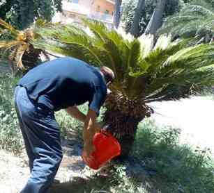 un cittadino che innaffia da solo le piante nella villa